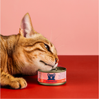 THUNFISCHFILET MIT LACHS IN GELEE FÜR ERWACHSENE KATZEN