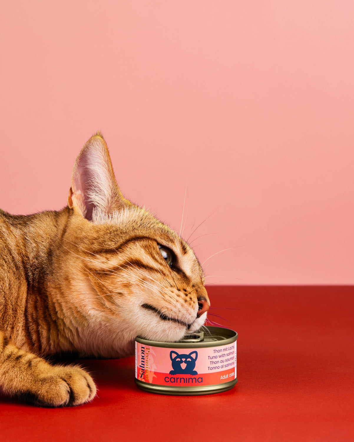 Thunfischfilet mit Lachs in Gelee für erwachsene Katzen